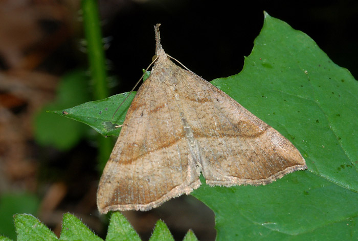 Hypena proboscidalis (Erebidae) e Thera vetustata (Geometridae)